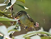 Picture/image of Bell's Vireo