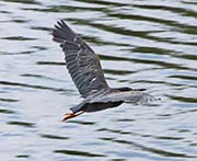 Picture/image of Green Heron