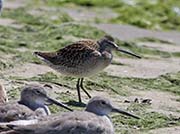 Picture/image of Short-billed Dowitcher
