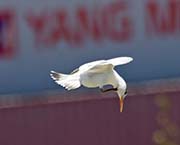 Picture/image of Elegant Tern