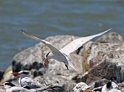 Picture/image of Elegant Tern