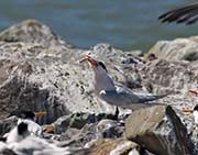 Picture/image of Elegant Tern