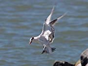 Picture/image of Elegant Tern
