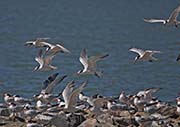 Picture/image of Elegant Tern