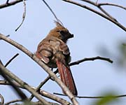 Picture/image of Northern Cardinal