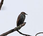 Picture/image of European Starling