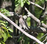 Picture/image of Cedar Waxwing