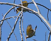 Picture/image of Northern Flicker