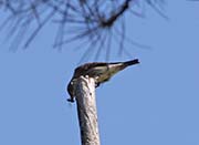 Picture/image of Olive-sided Flycatcher
