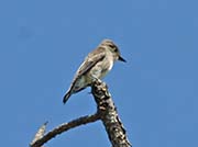 Picture/image of Olive-sided Flycatcher