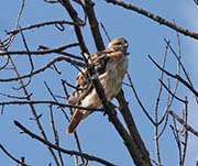 Picture/image of Red-tailed Hawk
