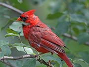 Picture/image of Northern Cardinal