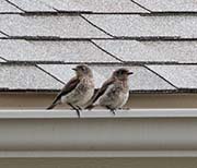 Picture/image of Western Bluebird