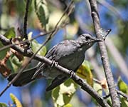 Picture/image of Gray Catbird