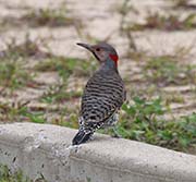 Picture/image of Northern Flicker