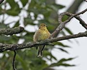 Picture/image of American Goldfinch