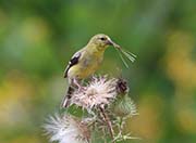 Picture/image of American Goldfinch