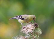 Picture/image of American Goldfinch