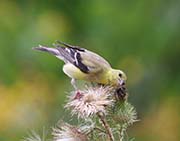 Picture/image of American Goldfinch