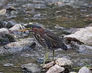 Picture/image of Green Heron