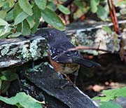 Picture/image of Spotted Towhee