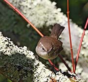 Picture/image of Bewick's Wren