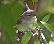 Picture/image of Warbling Vireo