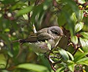 Picture/image of Warbling Vireo