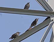 Picture/image of European Starling