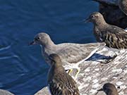 Picture/image of Surfbird