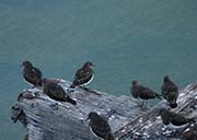 Picture/image of Black Turnstone