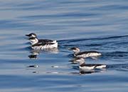 Picture/image of Common Murre