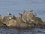 Picture/image of Heermann's Gull
