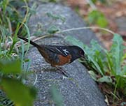 Picture/image of Spotted Towhee