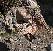 Picture/image of Long-billed Curlew