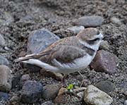 Picture/image of Snowy Plover