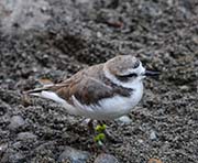 Picture/image of Snowy Plover