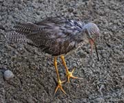 Picture/image of Greater Yellowlegs