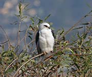 Picture/image of White-tailed Kite