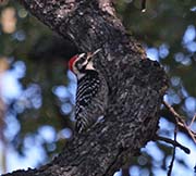 Picture/image of Nuttall's Woodpecker