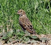 Picture/image of Savannah Sparrow
