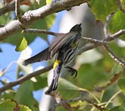 Picture/image of Yellow-rumped Myrtle Warbler