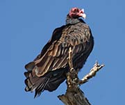 Picture/image of Turkey Vulture