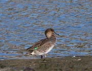 Picture/image of Green-winged Teal