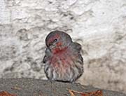 Picture/image of House Finch