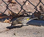 Picture/image of Yellow-rumped Audubon Warbler