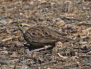 Picture/image of Western Meadowlark