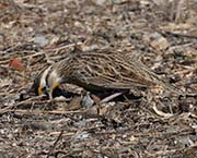 Picture/image of Western Meadowlark