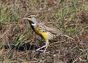 Picture/image of Western Meadowlark