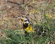 Picture/image of Western Meadowlark